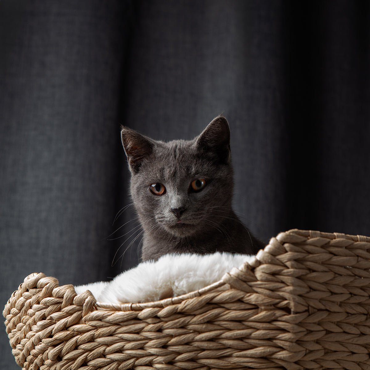 Bungalow Cat Tree